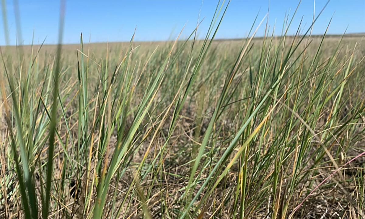 CC Grass